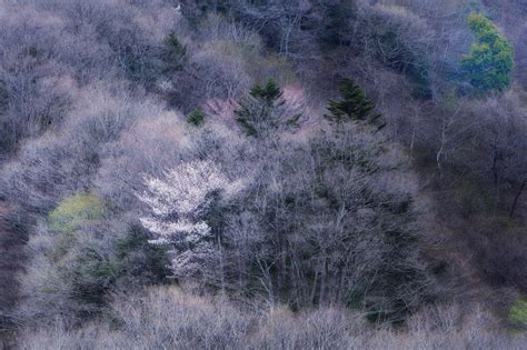 深山の桜 - ぷらっと写真