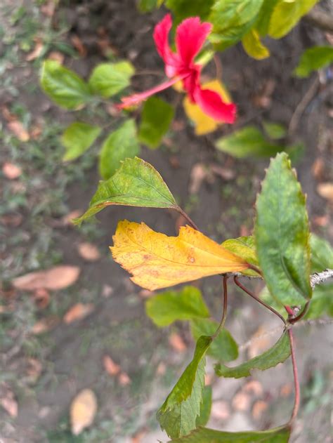 Yellow Leaves on Hibiscus - How to recover