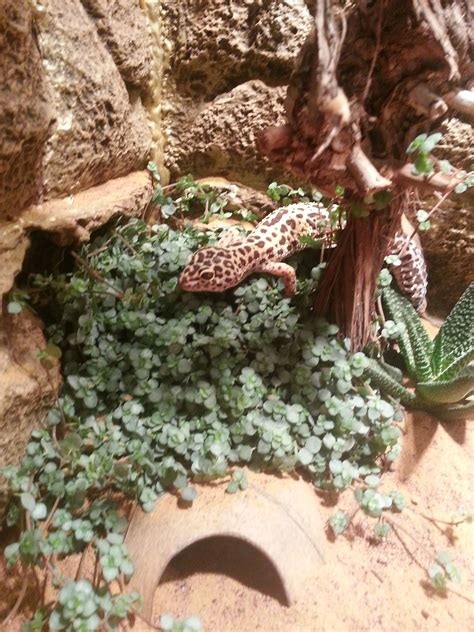 Leopard Gecko Habitat