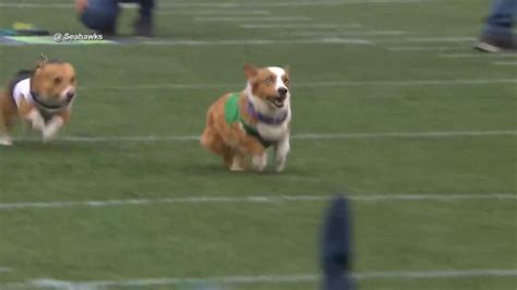 corgi races steals the show at nfl gameDownload it from corgi races ...