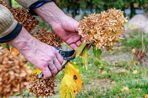How To Prune Oak Leaf Hydrangea In Spring at Ava Lazarev blog