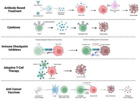 Immunotherapy For Breast Cancer
