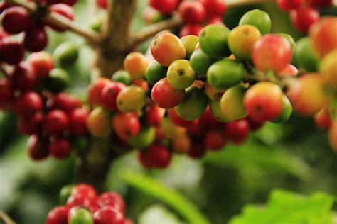咖啡豆 成熟 农业51865_食品/调味料_收获季节_图库壁纸_68Design