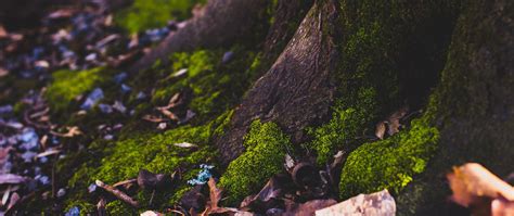 Download wallpaper 2560x1080 moss, tree, trunk, foliage, autumn dual ...