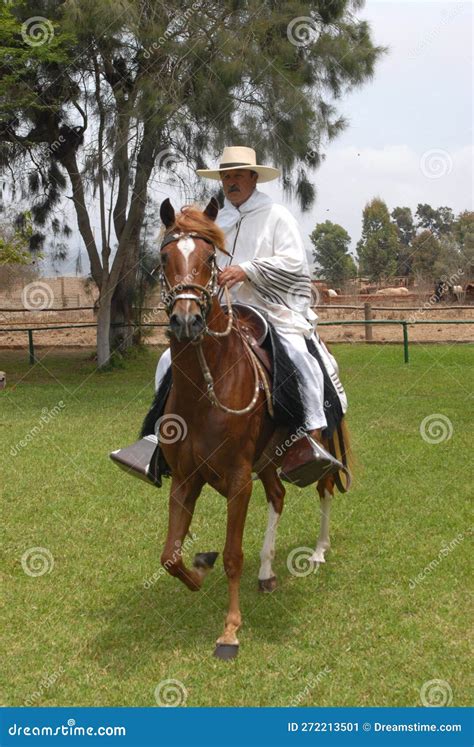 PERU - Peruvian Paso Horses Being Ridden by Men in Traditional Clothing ...