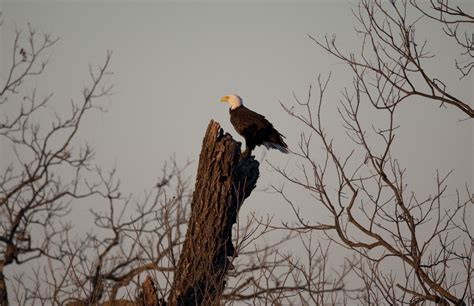 Where to spot bald eagles in Texas this winter