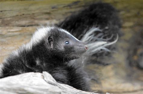 How to live with skunks? You can't. Getting Rid Of Skunks, Baby Skunks, Wildlife Biologist ... - baby fox or skunk