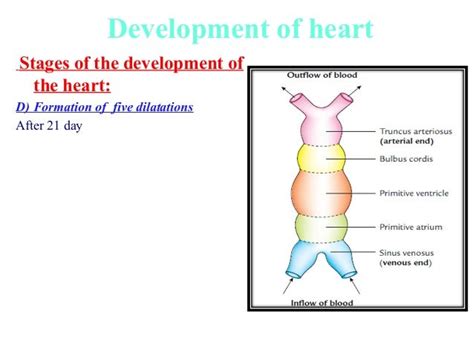 Image result for Heart Development Process