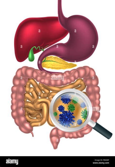 Image result for Digestive System Cells
