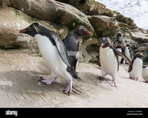 Rockhopper Penguin (Eudyptes chrysocome), subspecies western rockhopper ...