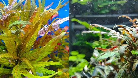 Image result for Java Fern Windelov Care