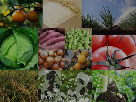Agriculture In Japan Pdf