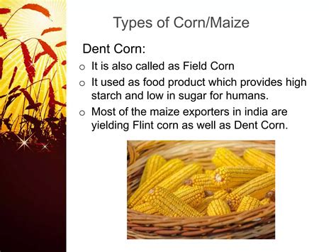Structure and composition of corn maize | PPTX