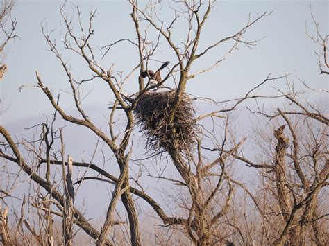 Our Pheasant Branch Conservancy Bald Eagles - Friends of Pheasant ...