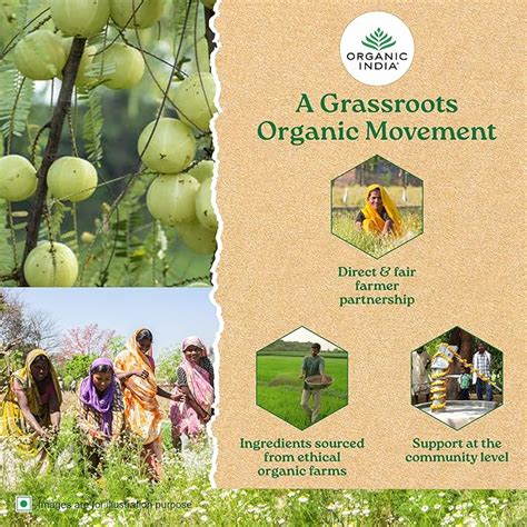 ORGANIC TULSI SWEET ROSE 25 BA – Tree & Leaf Organic