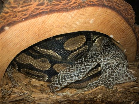 Image result for Python Skin Structure