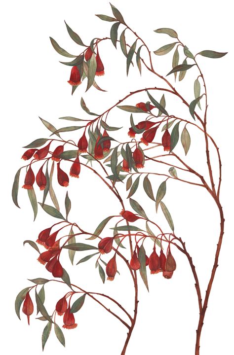 Unveiling the Beauty of Native Australian Plants through Art