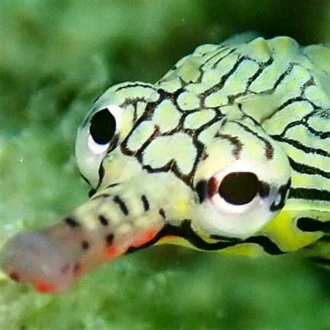 Zebra Pipe Fish. Kingdom:Animalia Phylum:Chordata Class:Actinopterygii Order:Syngnathiformes ...