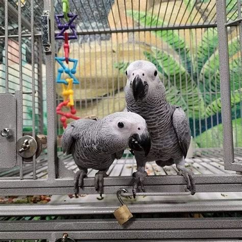 African Grey Parrot, Handreared Baby African Greys for Sale, Birds, for ...