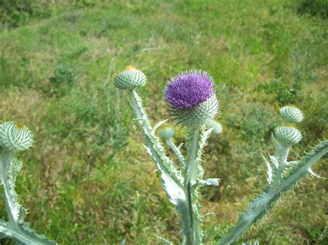 Scotch thistle - Invasive Species Council of British Columbia