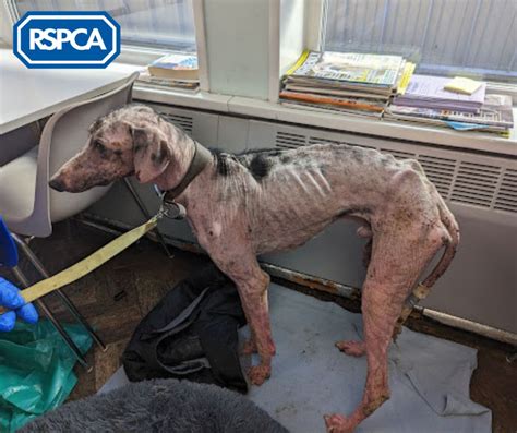 RSPCA (England & Wales) on Twitter: "🐶💔 On the 20th of April, Lucas was ...