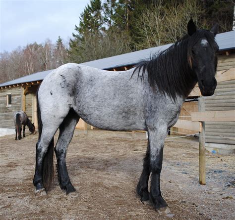 Images Of Blue Roan Horses at Mildred Fulcher blog