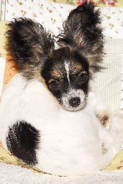 What Are the Symptoms of Retinal Atrophy in Papillons? - Pets