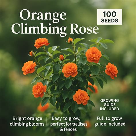 Orange Climbing Rose Flower Seeds - 100 Seeds Pack – Kerala Garden