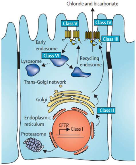 Ion Channels and Transporters as Therapeutic Agents: From Biomolecules ...