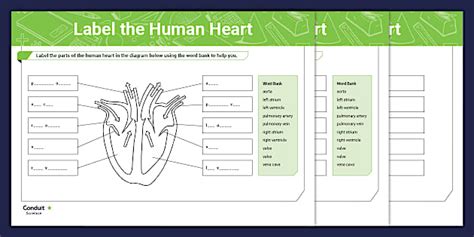 Label the Human Heart Worksheet