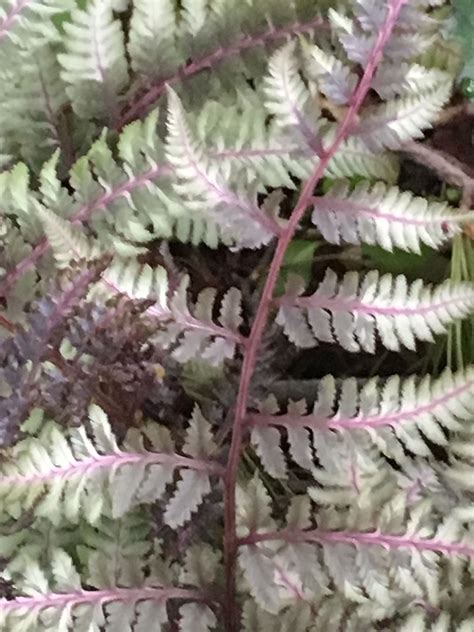 Athyrium niponicum 'pictum' (Japanese painted fern) -shade garden May ...