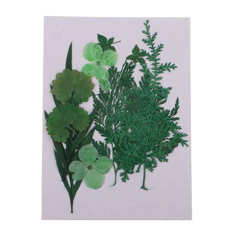 Street27 1 Pack Mixed Real Pressed Dried Flower Leaves Leaf ...
