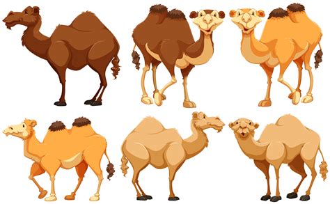Camel Cartoon Vector Art, Icons, and Graphics for Free Download