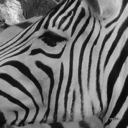 IntoThe Wild 1 by Stimson, Diane - Fine Art Print on PAPER : 36 x 36 ...