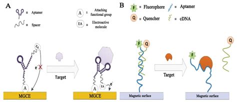 Aptamer-Modified Magnetic Beads in Biosensing