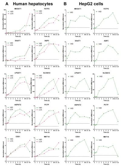 The Vitamin D Receptor Regulates Glycerolipid and Phospholipid ...