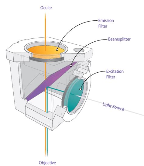 Fluorescence Wavelength Range 的图像结果