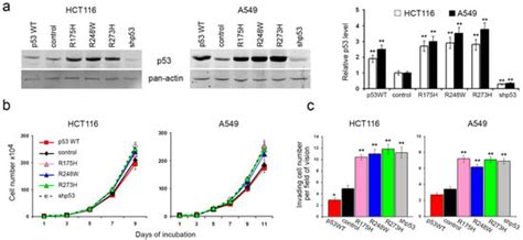 Actin-Dependent Mechanism of Tumor Progression Induced by a Dysfunction ...