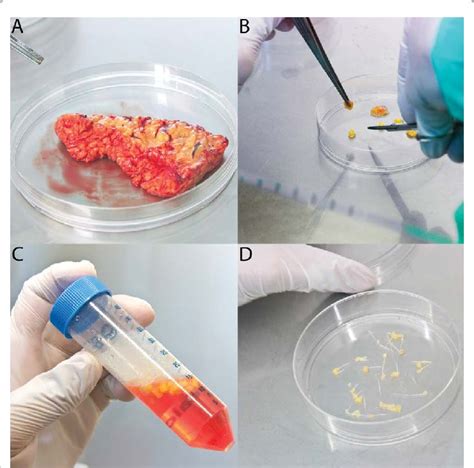 Image result for Process Germline Tissue Sample