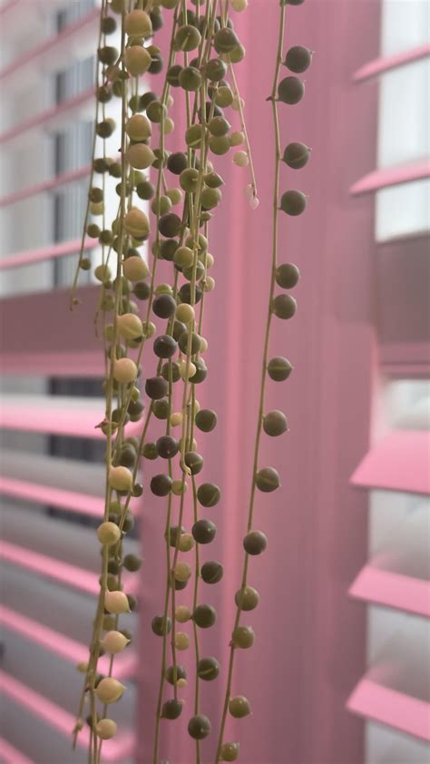 Can plants become spontaneously variegated? : r/houseplants