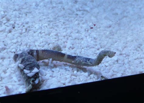 was ist das ? - Meerwasser allgemein - Meerwasserforum