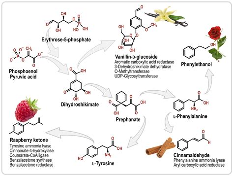 The Smell of Synthetic Biology: Engineering Strategies for Aroma ...