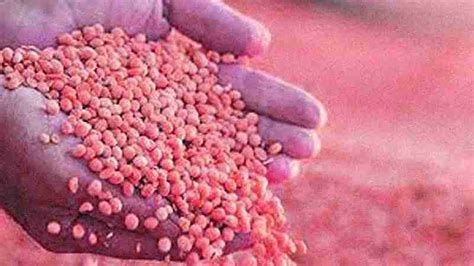 Thiruvaiyaru MSM AgroTech Traders - Top Seeds Fertilizers & Pesticide ...