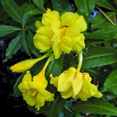 Allamanda Double – Indian Gardens