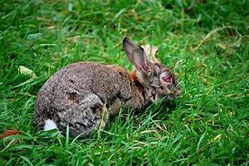 Image result for Sick Easter Bunny