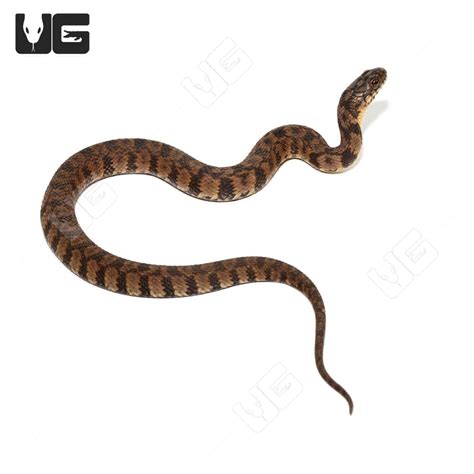 Diamondback Water Snake 的图像结果