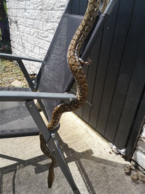 Image result for Reticulated Python Morphs