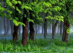 Image result for Morning Landscape Trees