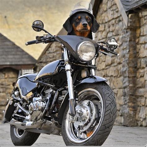 Thunder Mountain Harley Davidson, Thunder Mountain Harley-Davidson ...