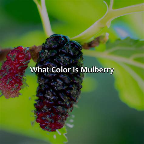 What Color Is Mulberry - colorscombo.com